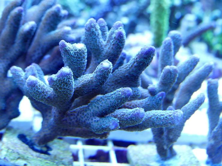 Bild 9: Korallen Ableger