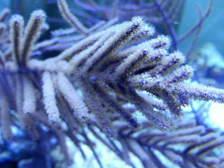 Bild 10: Korallen Ableger