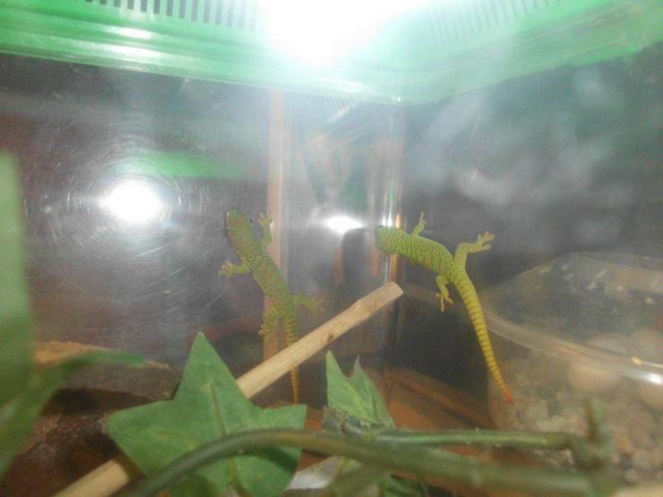 Madagaskar-Taggecko-Jungtiere - Weitere Reptilien & Amphibien - Bild 5