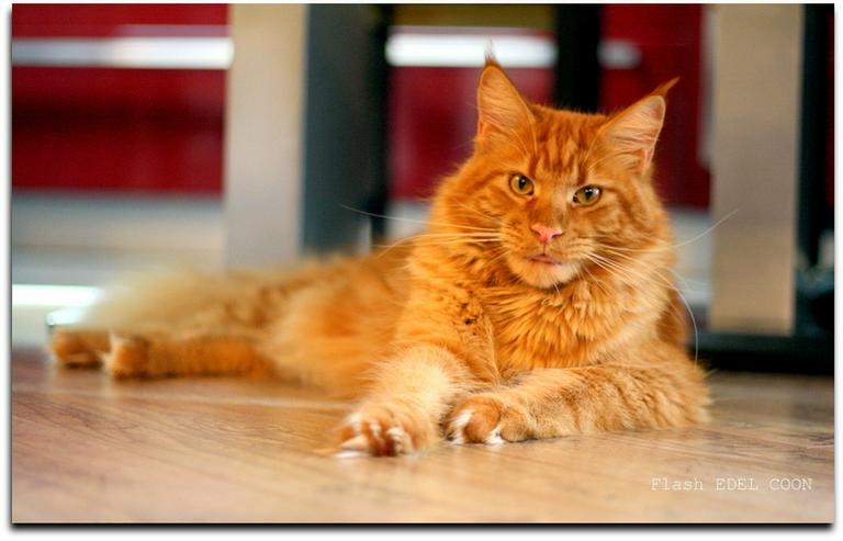 3 reinrassige Maine Coon Kätzchen m.P. - Rassekatzen - Bild 13