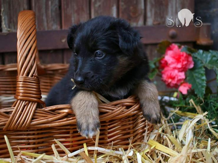 Bild 13: Überaus hübsche Colliemischlinge