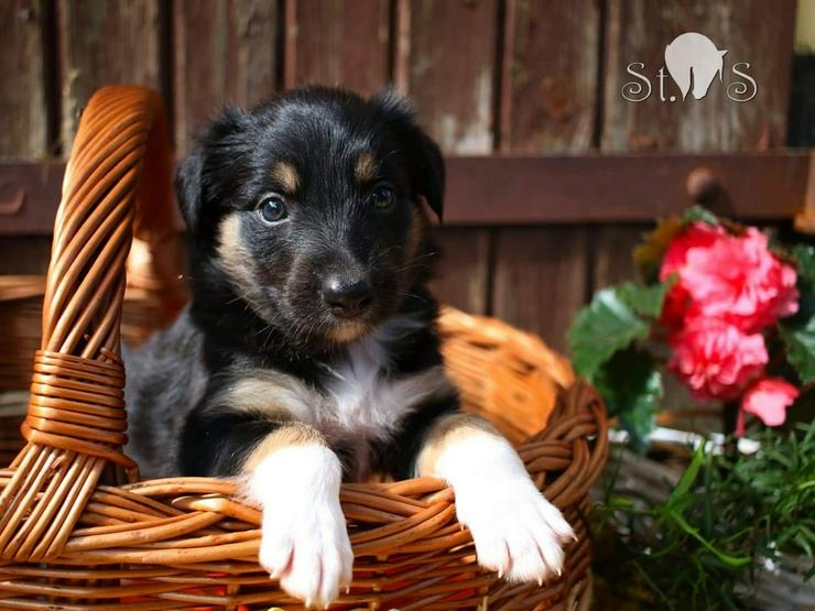 Bild 3: Überaus hübsche Colliemischlinge