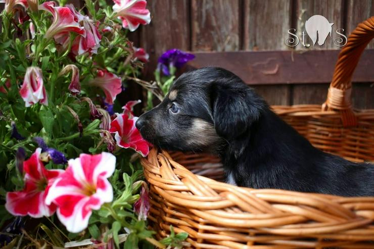 Überaus hübsche Colliemischlinge - Mischlingshunde - Bild 4