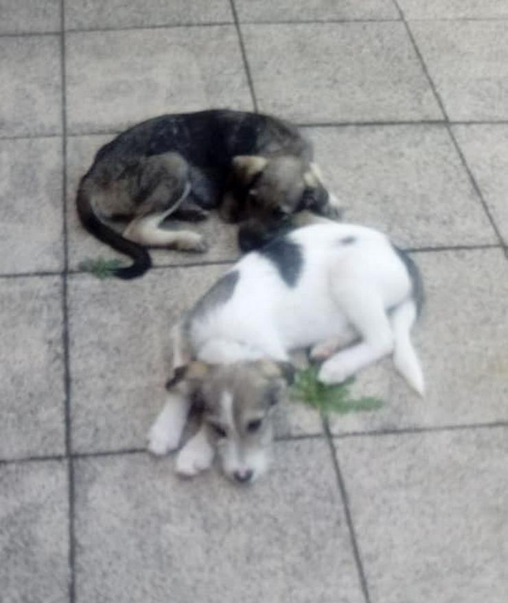 Süße Terriermix-Hündin MAJA sucht ihr Zuhause - Mischlingshunde - Bild 8