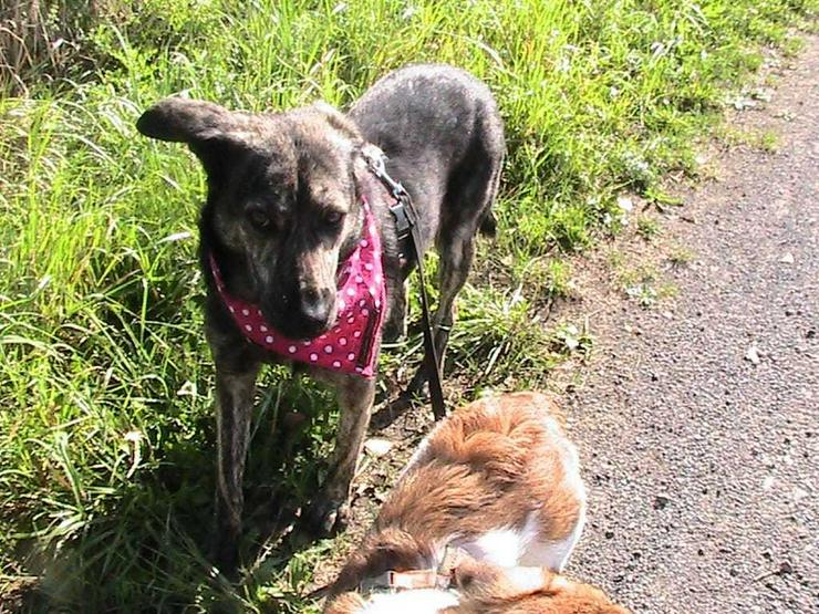 Wunderhübsche Ivy sucht Ihr Kuschelkörbchen - Mischlingshunde - Bild 11