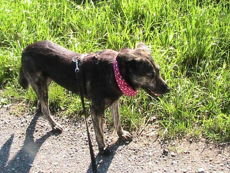 Bild 12: Wunderhübsche Ivy sucht Ihr Kuschelkörbchen