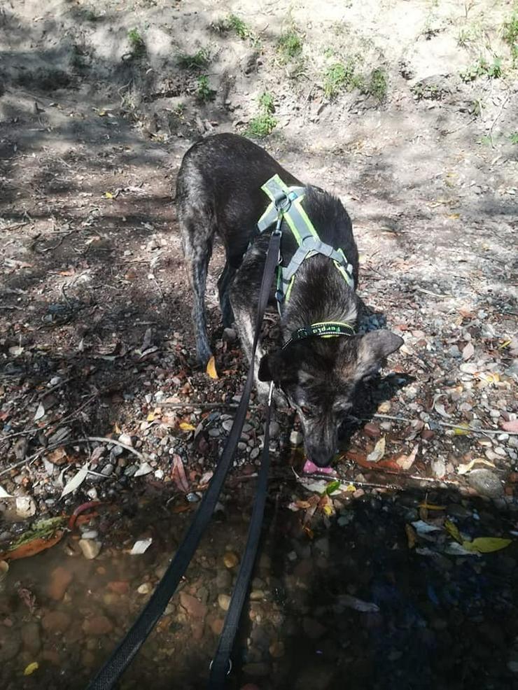 Wunderhübsche Ivy sucht Ihr Kuschelkörbchen - Mischlingshunde - Bild 3