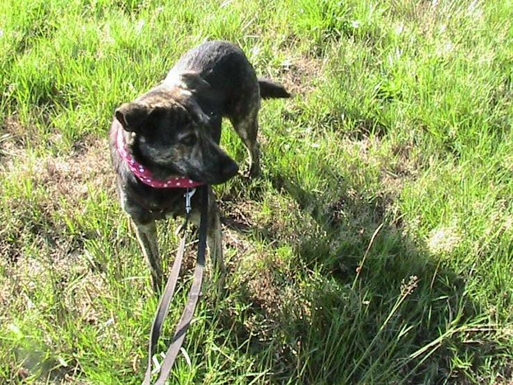 Wunderhübsche Ivy sucht Ihr Kuschelkörbchen - Mischlingshunde - Bild 8
