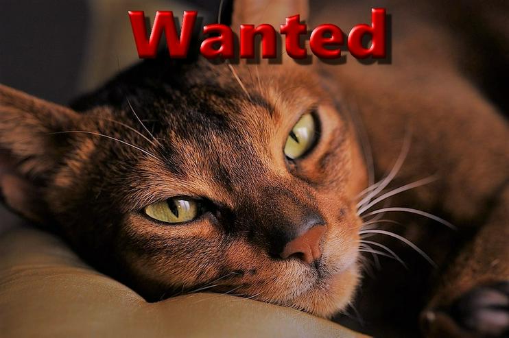 Suche eine Abessinier Katz, Wildfarbe ab 1Jahr - Rassekatzen - Bild 1