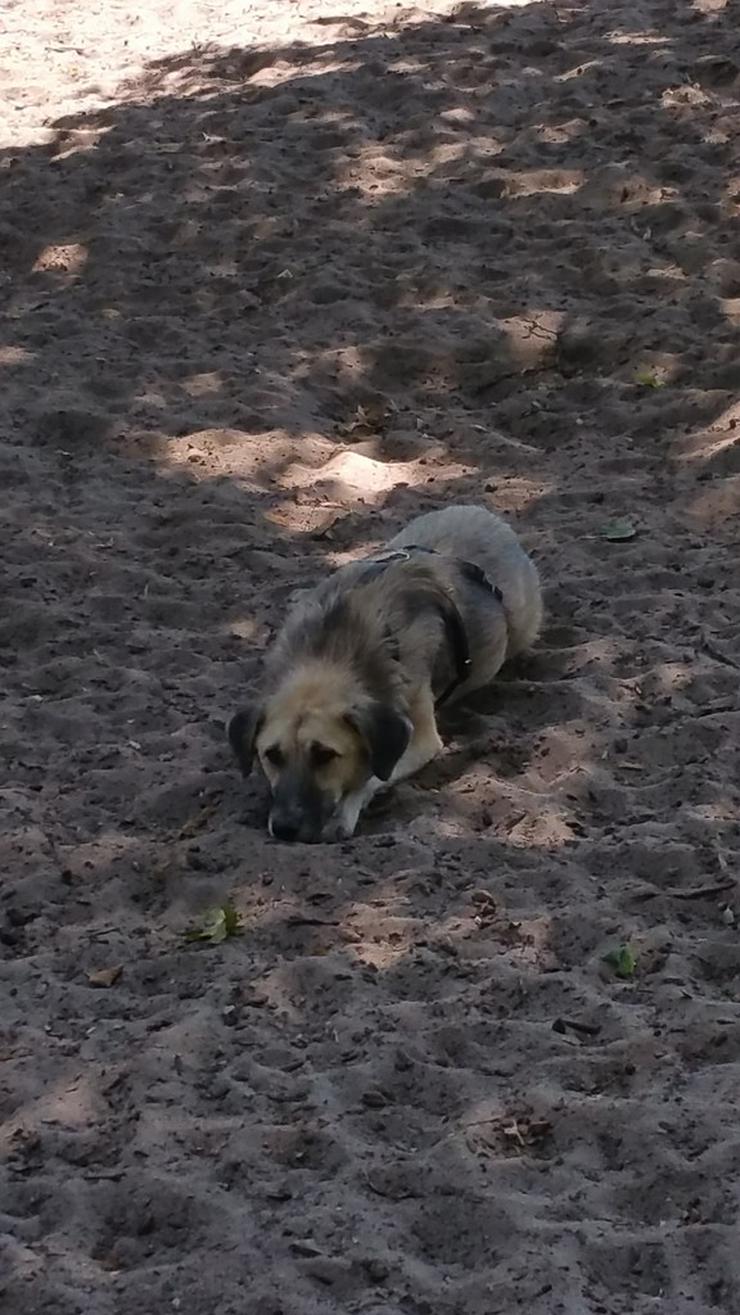 Lieber Rüde FELIX sucht sicheres Kuschelrudel - Mischlingshunde - Bild 4