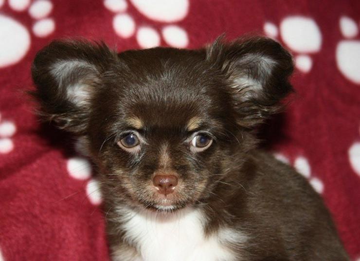 Bild 6: Wunderschöne typvolle LH Chihuahuawelpen !