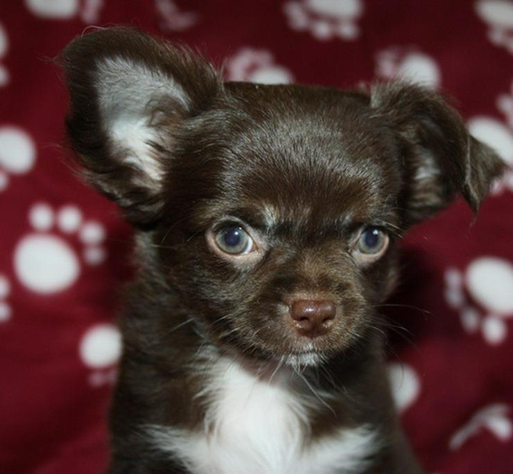 Bild 8: Wunderschöne typvolle LH Chihuahuawelpen !