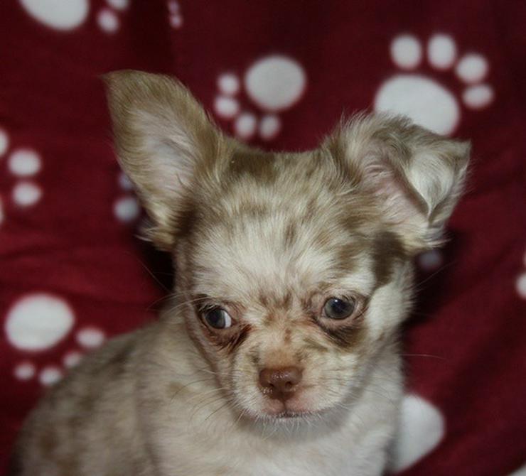 Bild 9: Wunderschöne typvolle LH Chihuahuawelpen !