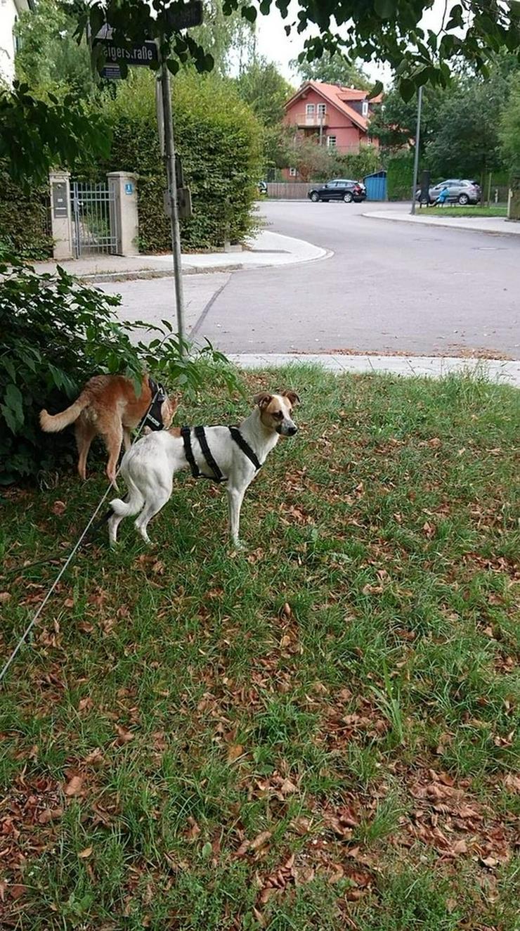 Luby Hündin 44cm sucht ruhiges Zuhause - Mischlingshunde - Bild 7