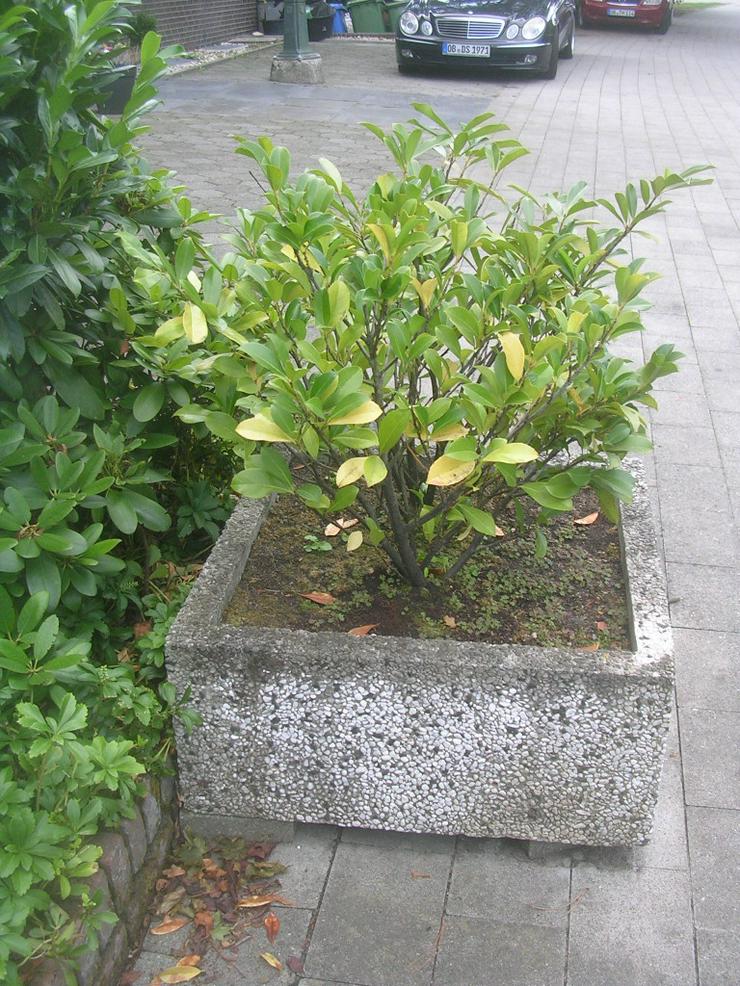 Bild 4: Waschbeton Blumenkübel mit Bepflanzung