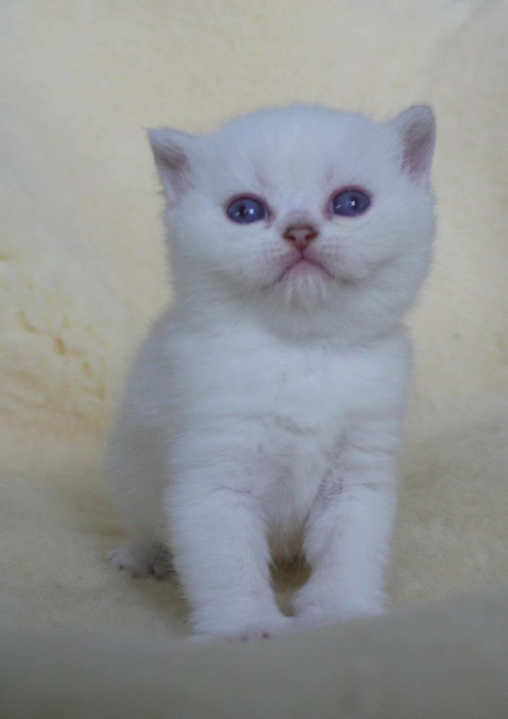 Bild 1: Schöne britisch kurzhaar Kätzchen div. Farben