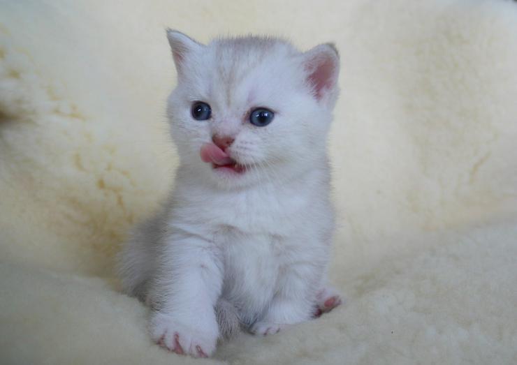 Bild 11: Schöne britisch kurzhaar Kätzchen div. Farben