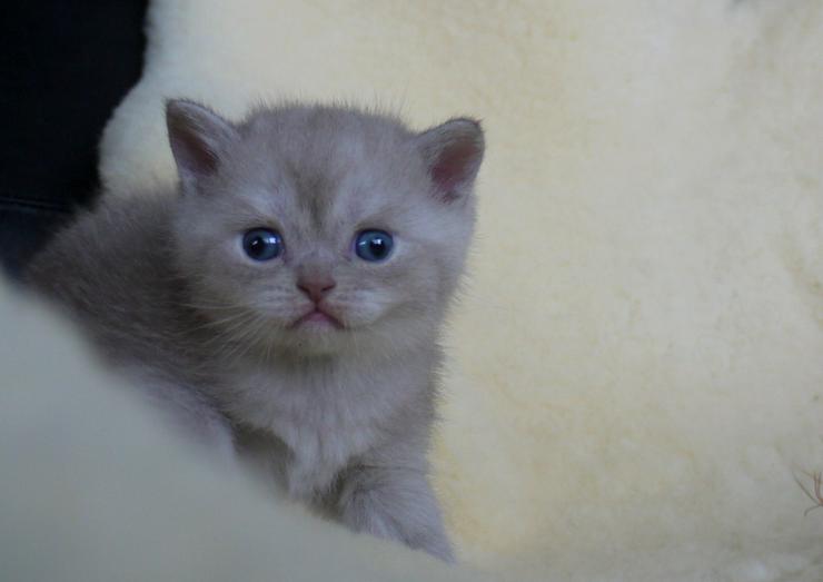 Bild 12: Schöne britisch kurzhaar Kätzchen div. Farben