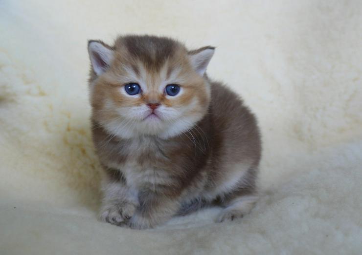 Bild 13: Schöne britisch kurzhaar Kätzchen div. Farben