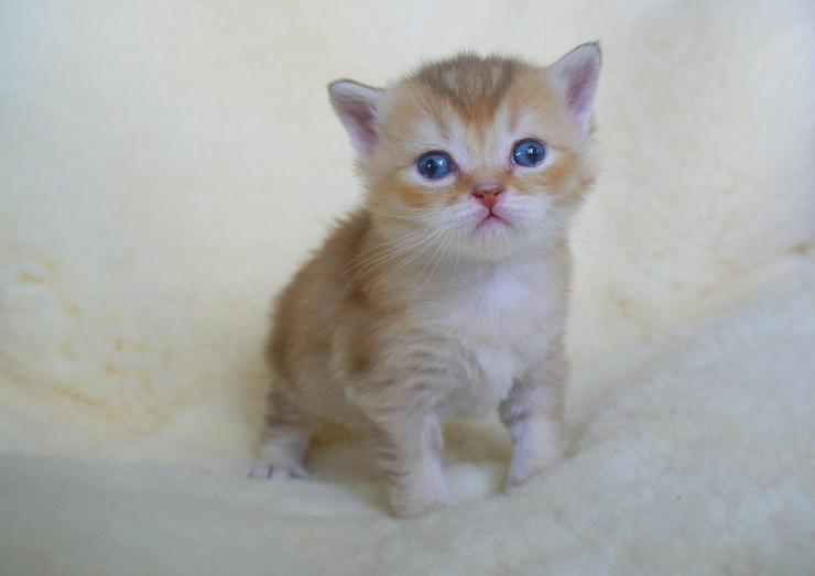 Bild 14: Schöne britisch kurzhaar Kätzchen div. Farben