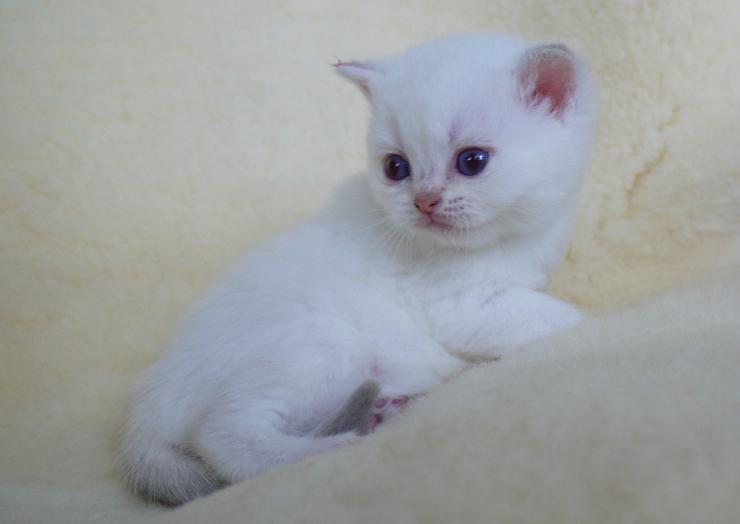 Bild 2: Schöne britisch kurzhaar Kätzchen div. Farben