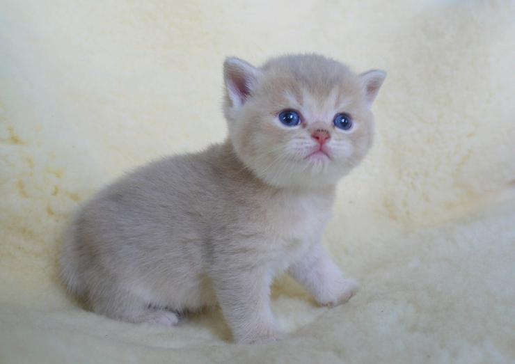 Bild 3: Schöne britisch kurzhaar Kätzchen div. Farben
