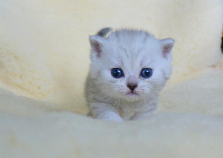 Bild 5: Schöne britisch kurzhaar Kätzchen div. Farben