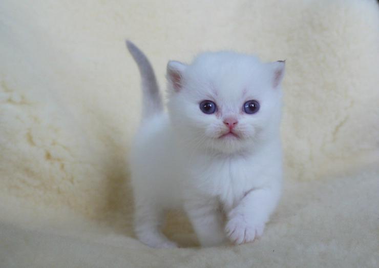 Bild 6: Schöne britisch kurzhaar Kätzchen div. Farben