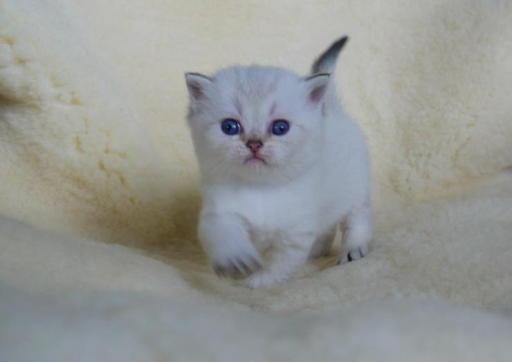 Bild 7: Schöne britisch kurzhaar Kätzchen div. Farben