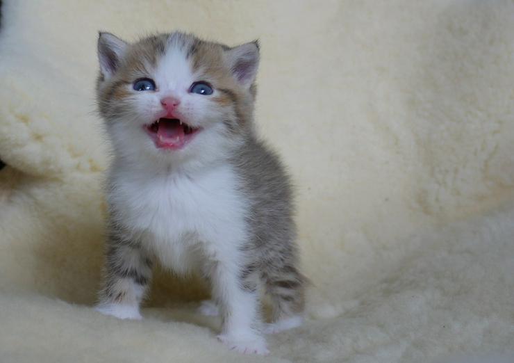 Bild 8: Schöne britisch kurzhaar Kätzchen div. Farben