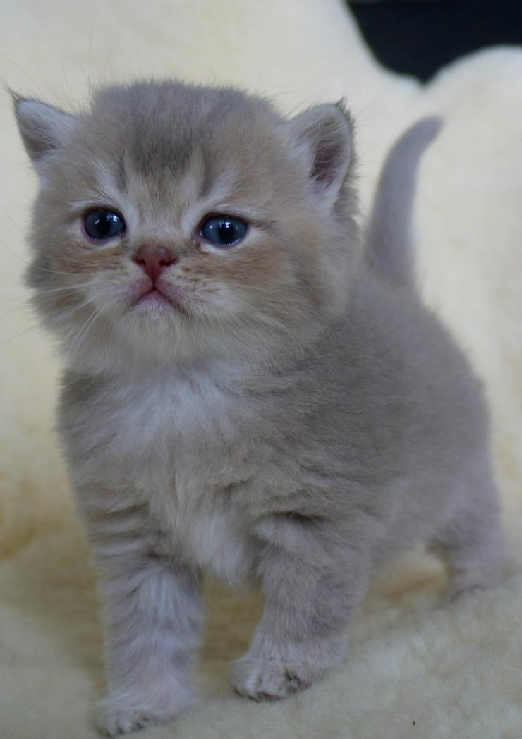 Bild 9: Schöne britisch kurzhaar Kätzchen div. Farben