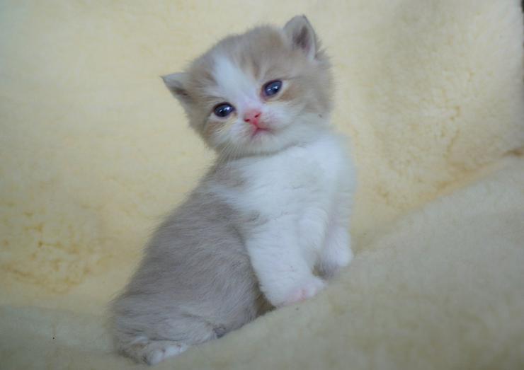 Bild 10: Schöne britisch kurzhaar Kätzchen div. Farben