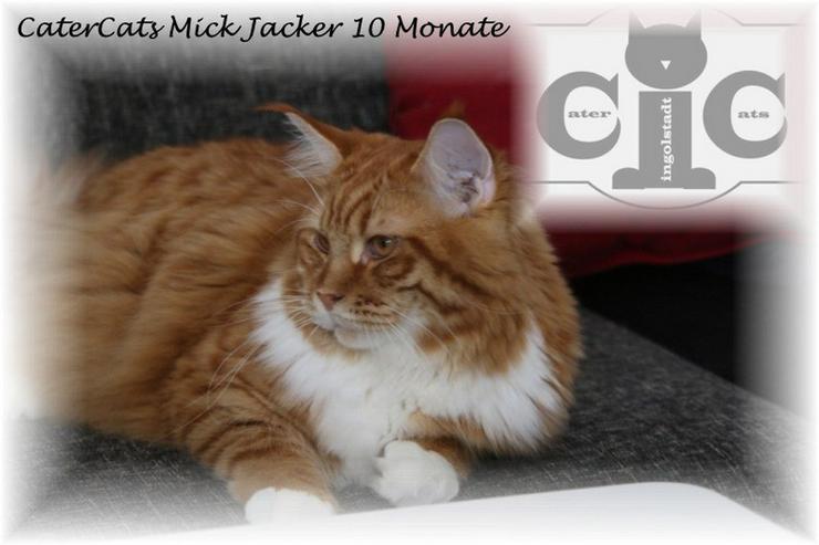 Maincoon Deckkater CaterCats Mick Jagger - Rassekatzen - Bild 1