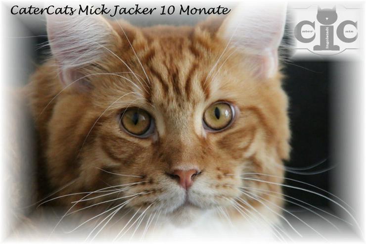 Maincoon Deckkater CaterCats Mick Jagger - Rassekatzen - Bild 4