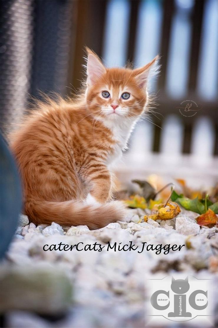 Maincoon Deckkater CaterCats Mick Jagger - Rassekatzen - Bild 5