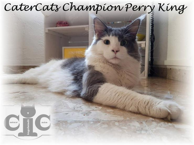 Mainecoon Deckkater Champion Perry King