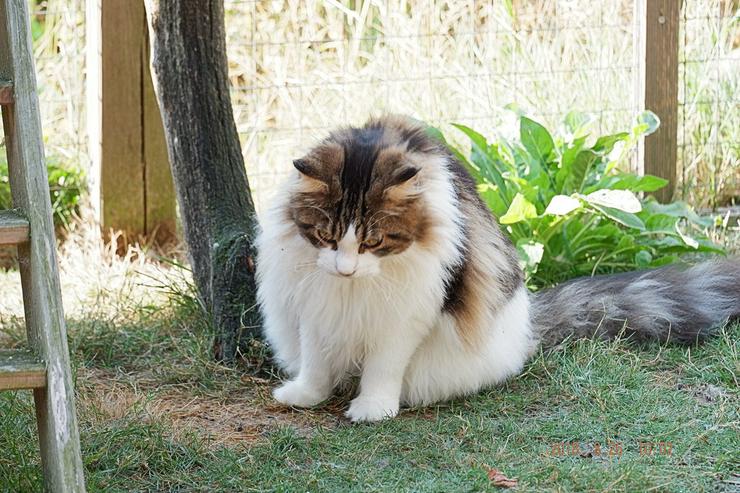 Bild 7: Maine Coon Katzen