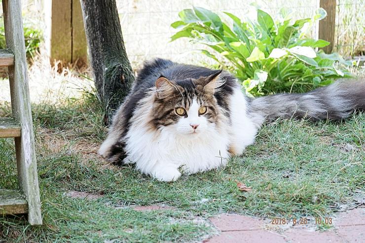 Maine Coon Katzen - Rassekatzen - Bild 8