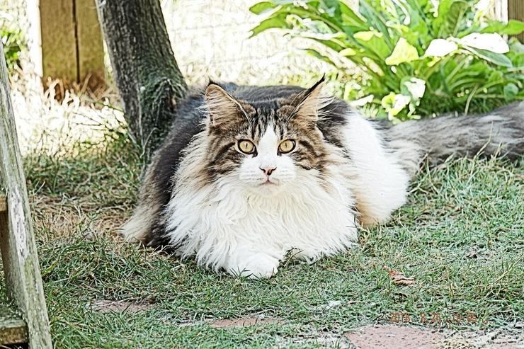 Maine Coon Katzen - Rassekatzen - Bild 9