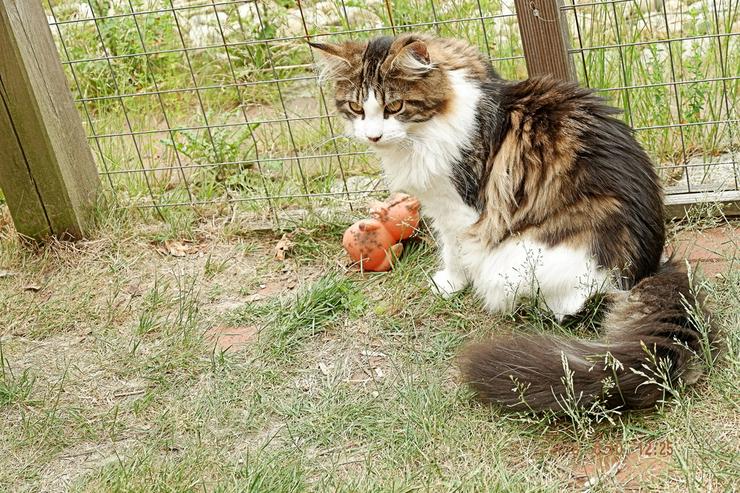 Bild 11: Maine Coon Katzen