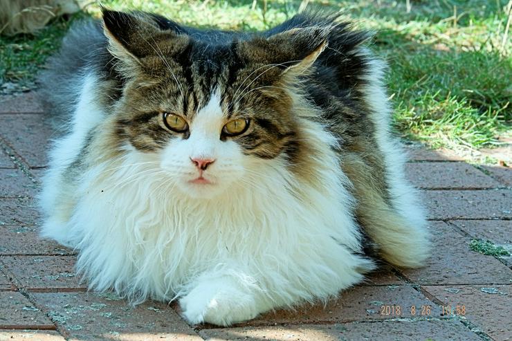 Maine Coon Katzen - Rassekatzen - Bild 12