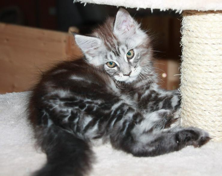 Bild 2: Maine Coon Kitten - Mädchen Black silver tabby