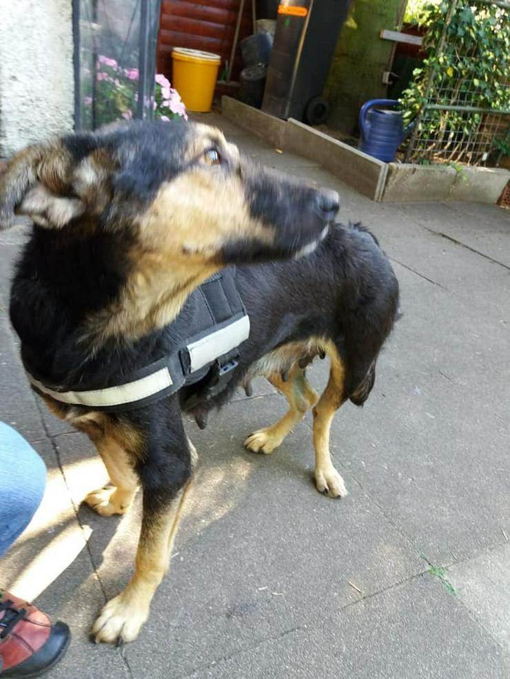 Ester 5 Jahre Hundemädel sucht Ihr Kuschelheim - Mischlingshunde - Bild 2
