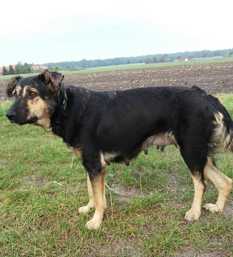 Bild 8: Ester 5 Jahre Hundemädel sucht Ihr Kuschelheim