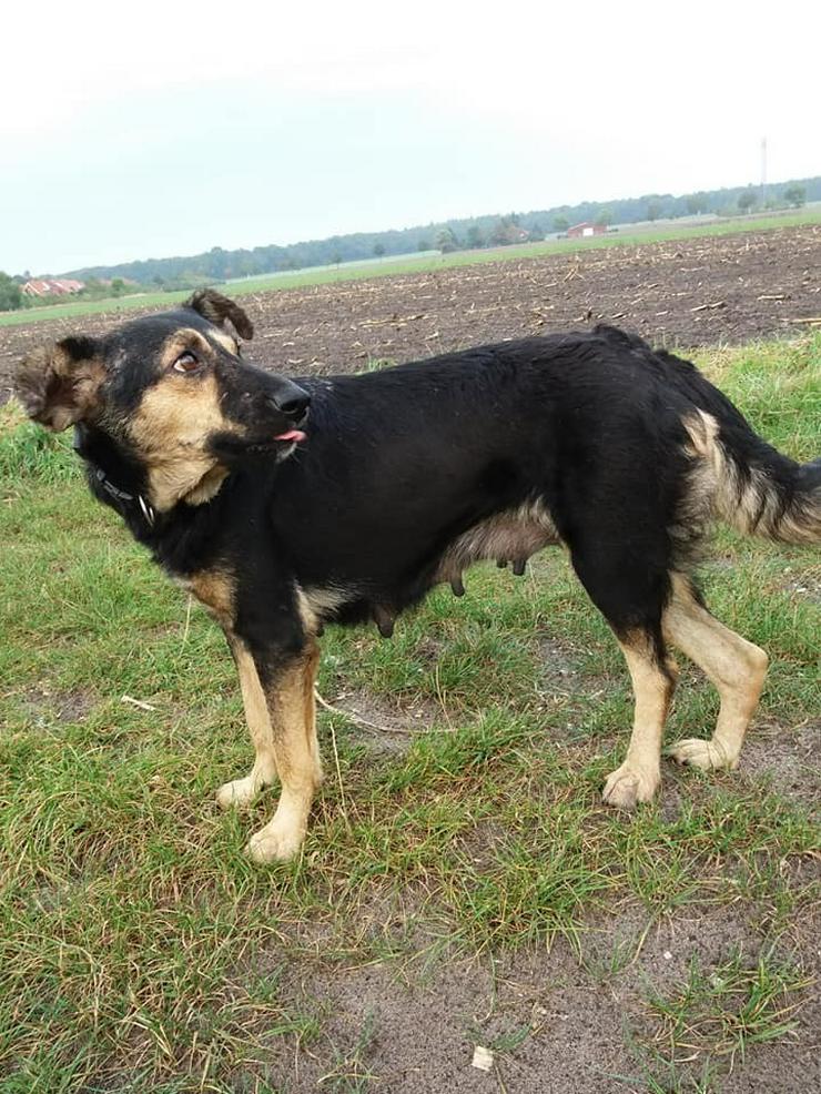 Ester 5 Jahre Hundemädel sucht Ihr Kuschelheim - Mischlingshunde - Bild 9