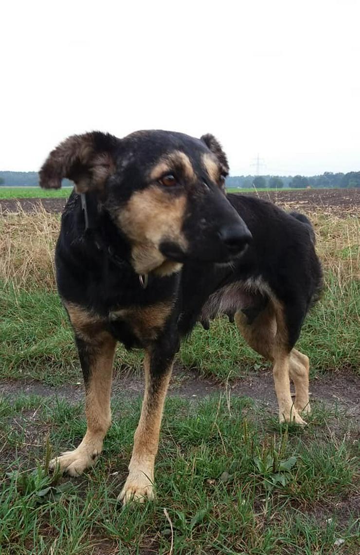 Ester 5 Jahre Hundemädel sucht Ihr Kuschelheim - Mischlingshunde - Bild 10