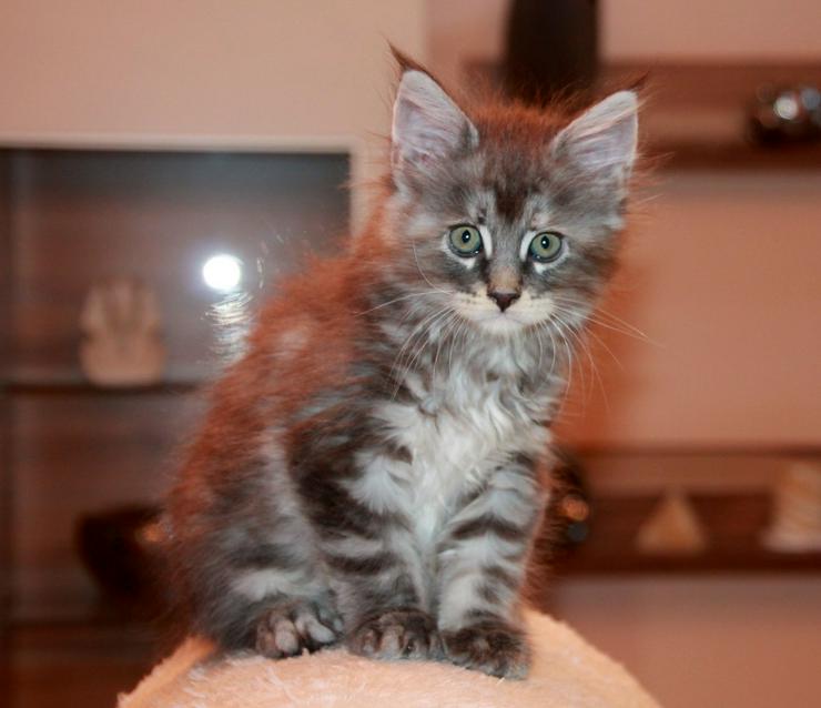 Maine Coon Kitten - Mädchen Blue silver torbie - Rassekatzen - Bild 2