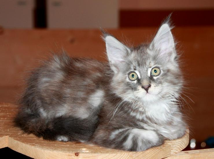 Bild 4: Maine Coon Kitten - Mädchen Blue silver torbie