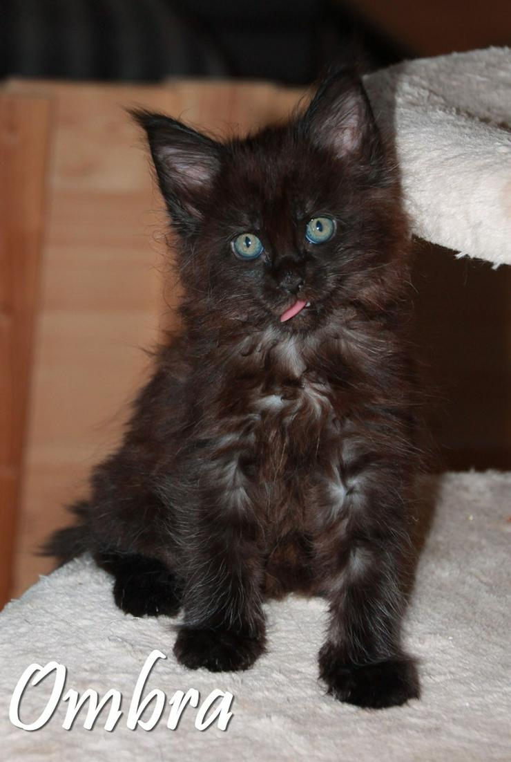 Bild 2: Maine Coon Kitten Mädchen in Black smoke