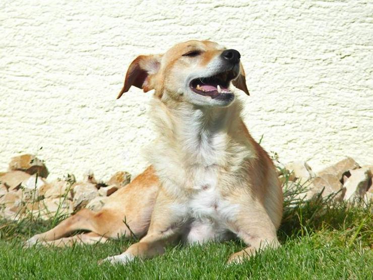 GIOIA - Rolli-Hund - Mischlingshunde - Bild 6